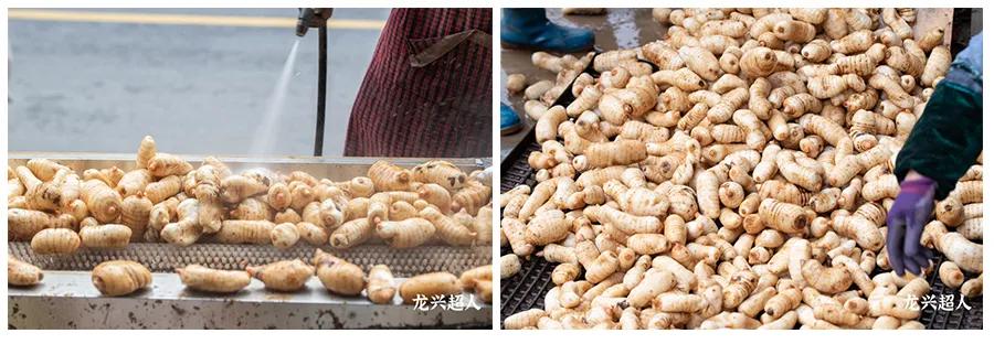 安徽道地药材天麻,天麻的道地药材