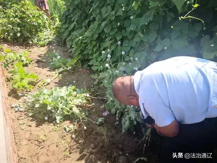 “大烟”苗当青菜种通辽两人被查处...