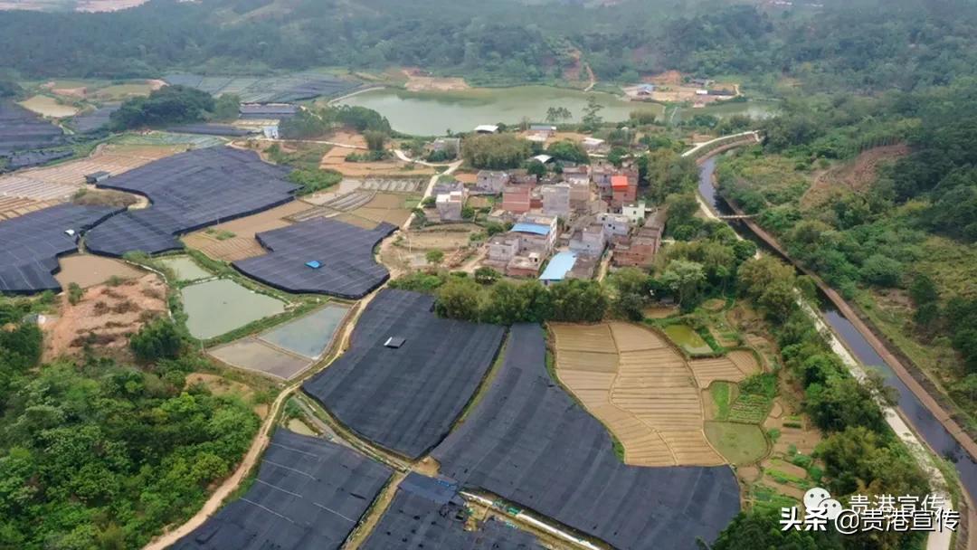 厉害藤县成功签约26亿元项目,厉害这个村凭一条虾走上了致富路