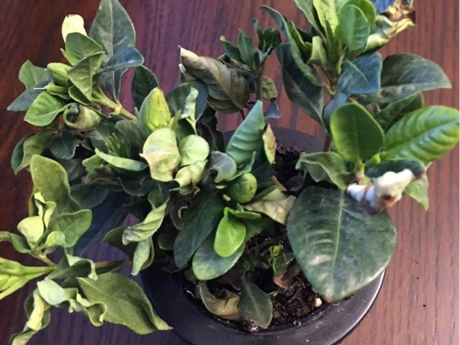 花买回来叶子蔫了怎么办,花掉花苞有什么好方法吗