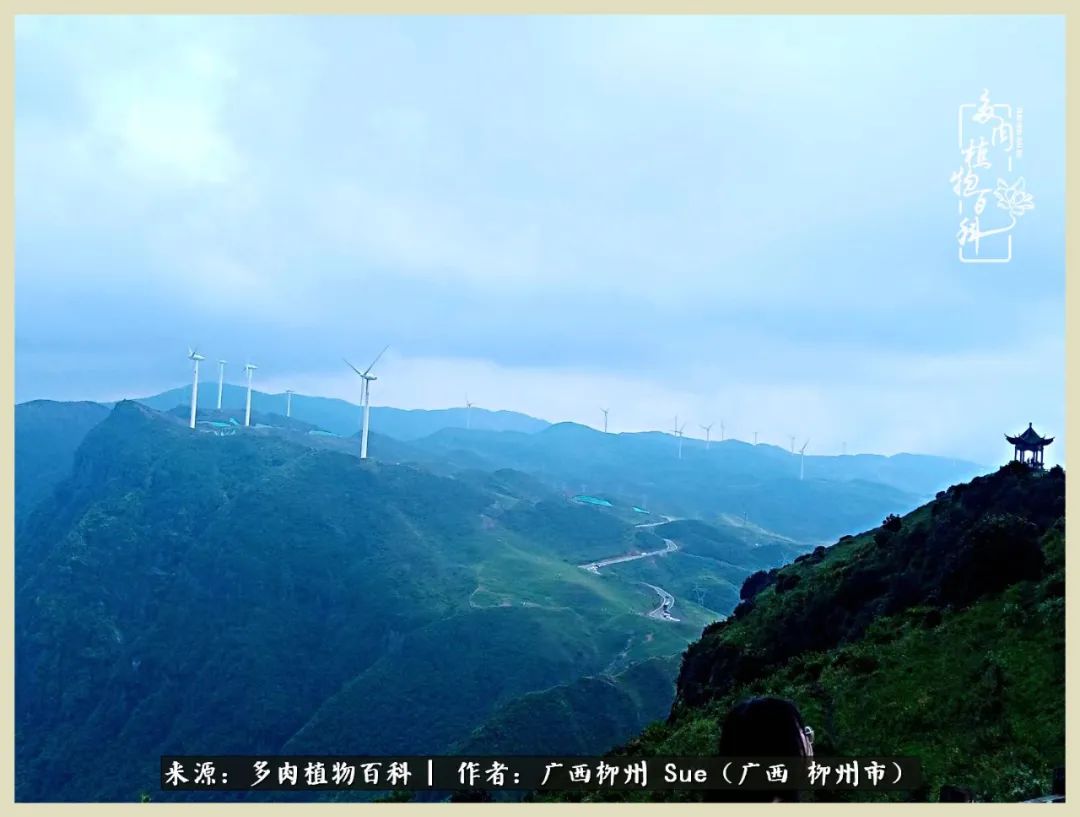 艳阳高照凉爽贵州，我要勤快地捕捉美好！（二）