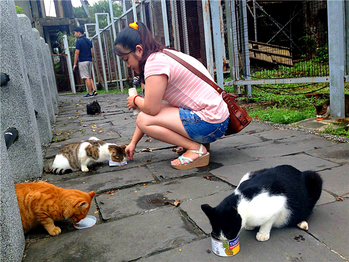 新手养猫科学纠正猫咪不良行为,分享养猫咪日常生活习惯的铲屎官