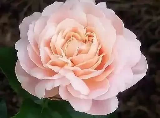 十大最贵的玫瑰花品种,世界上十大鲜花排名图片