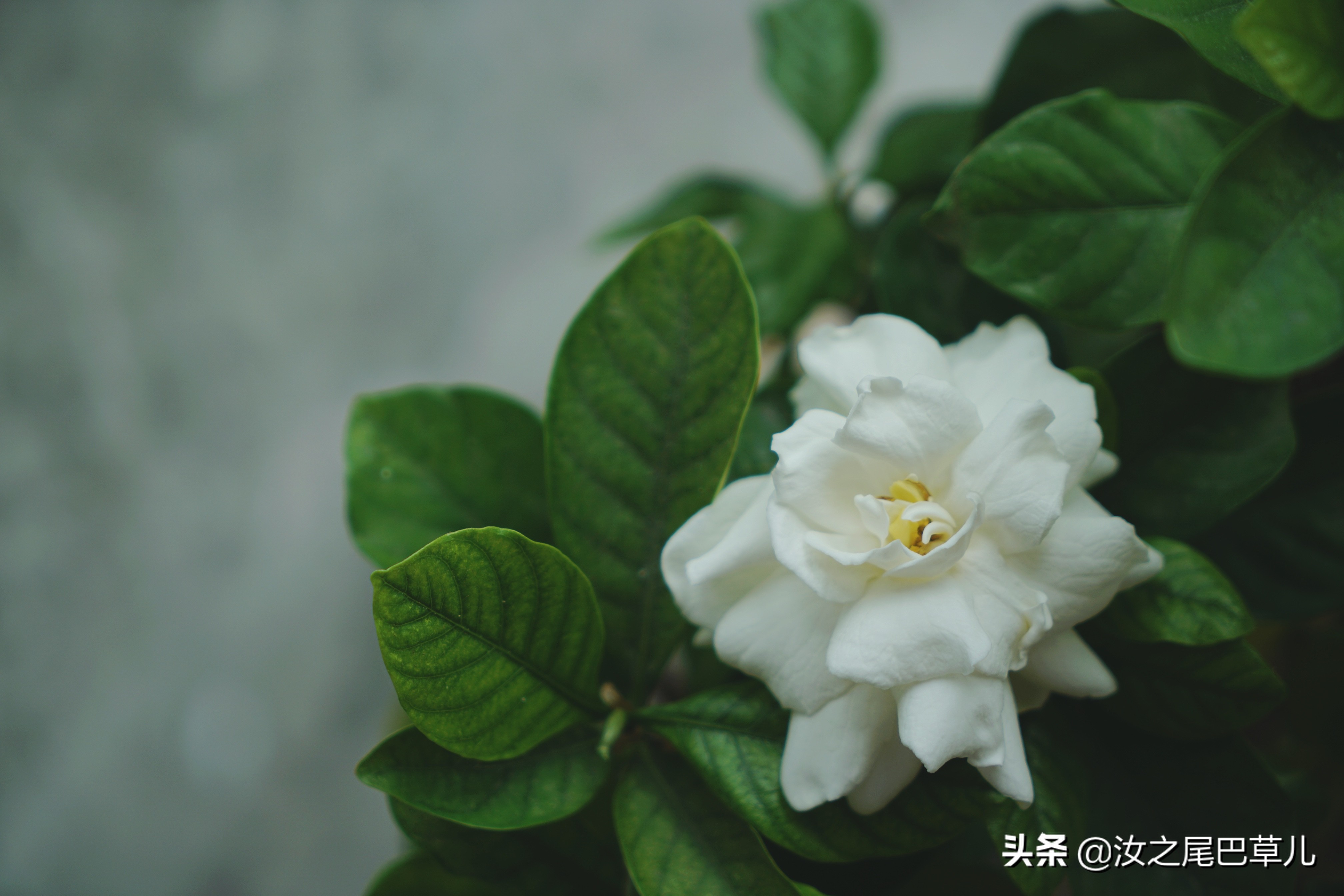 栀子花有腻虫的小窍门,栀子花怎么除虫加营养