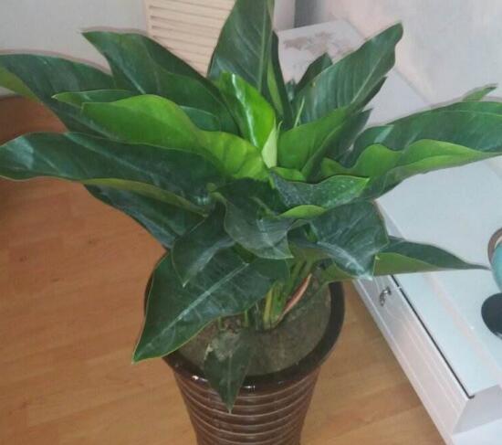 万年青长高了怎么修剪的视频,万年青的修剪方法详细图