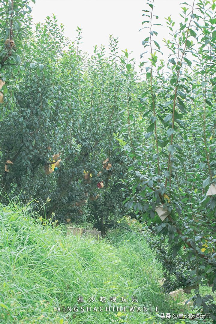 长沙小水果之乡,湖南长沙宝藏打卡地