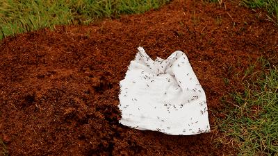 南宁邕江红火蚁,被广西红火蚁咬了怎么办