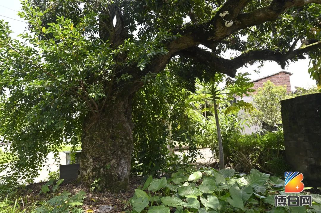 活久见！快成精了？博白发现明朝古树，至今600多年