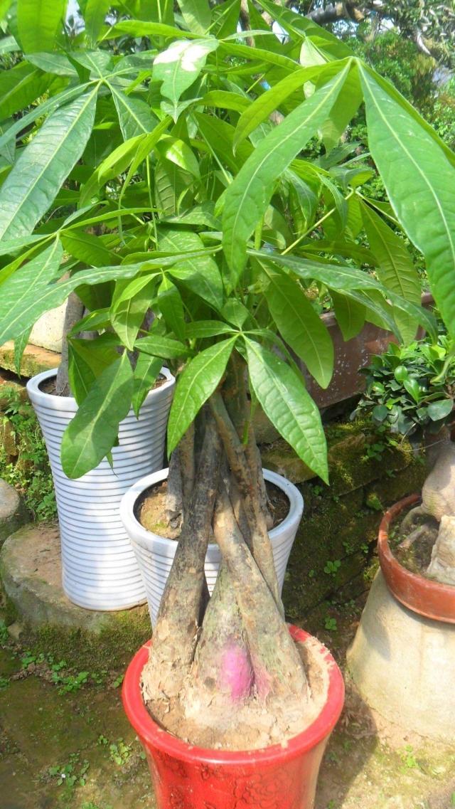 发财树应该怎么管理才不会死,发财树快死的表现