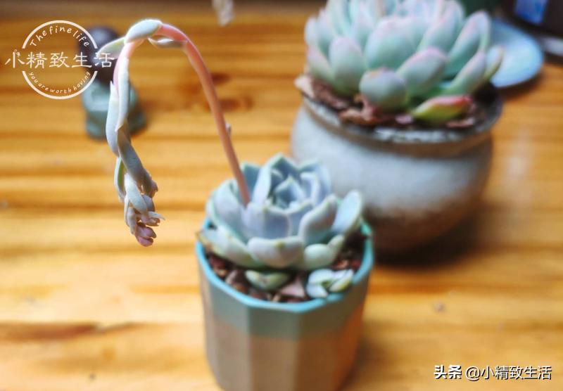 多肉开花会死吗,5种多肉开花不会死反而活得更久