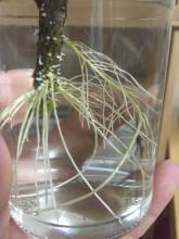 水培花卉养鱼,水培花卉培育