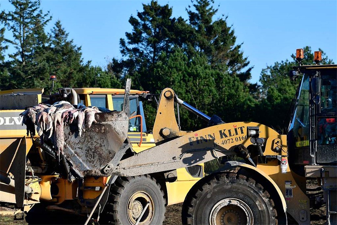 丹麦水貂感染新冠病毒,丹麦水貂感染新冠