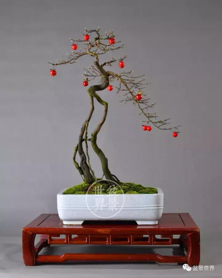 根艺盆景大全欣赏,文人根艺盆景精品大全图