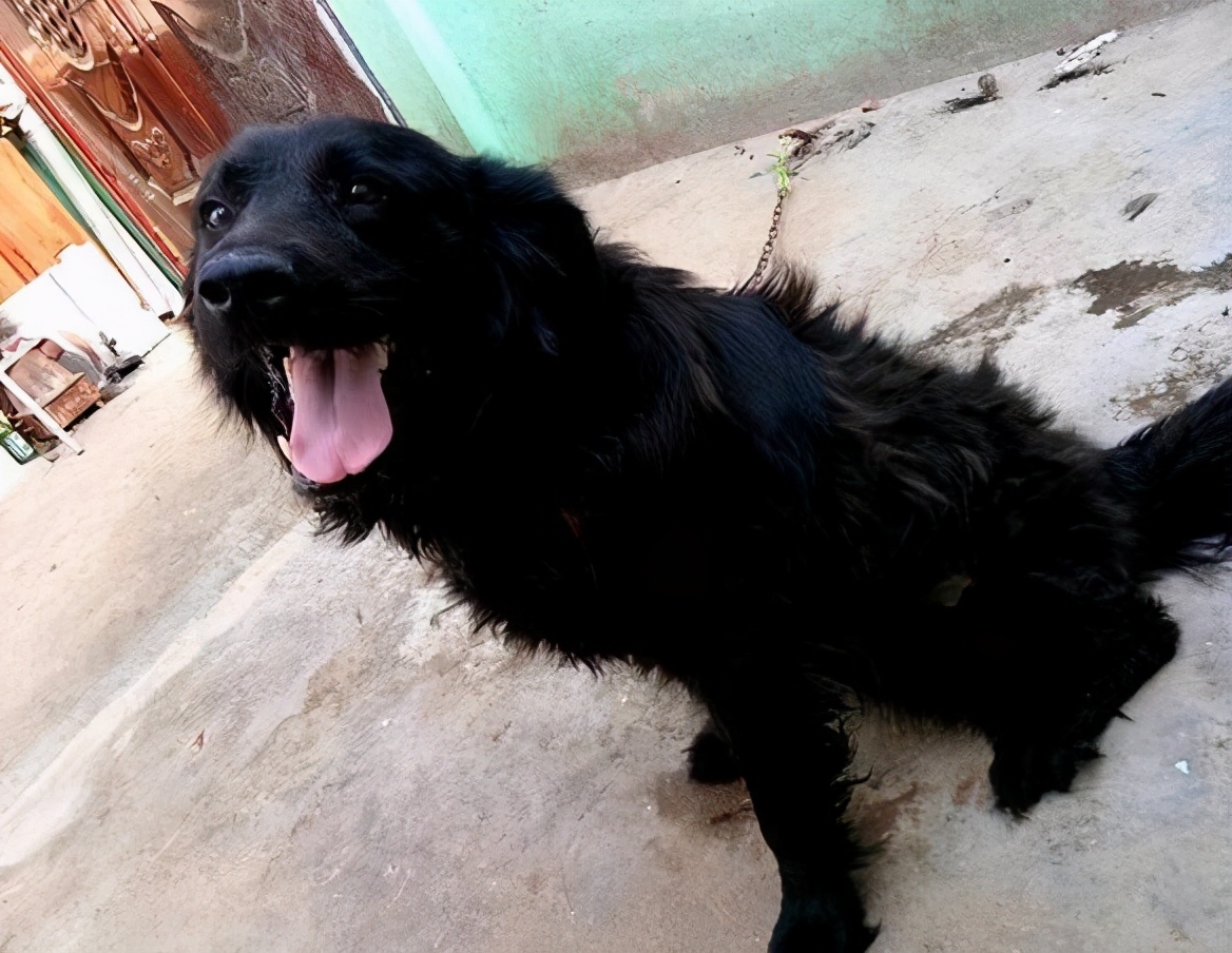 全黑的狗有什么讲究吗,买黑色的狗好还是不好