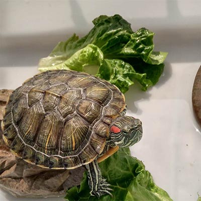 乌龟从6楼摔下去呕血怎么治疗,乌龟从7楼摔下去有救没