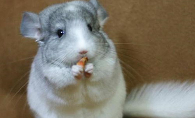 龙猫怎么养新手教程,龙猫饲养方法如何饲养龙猫