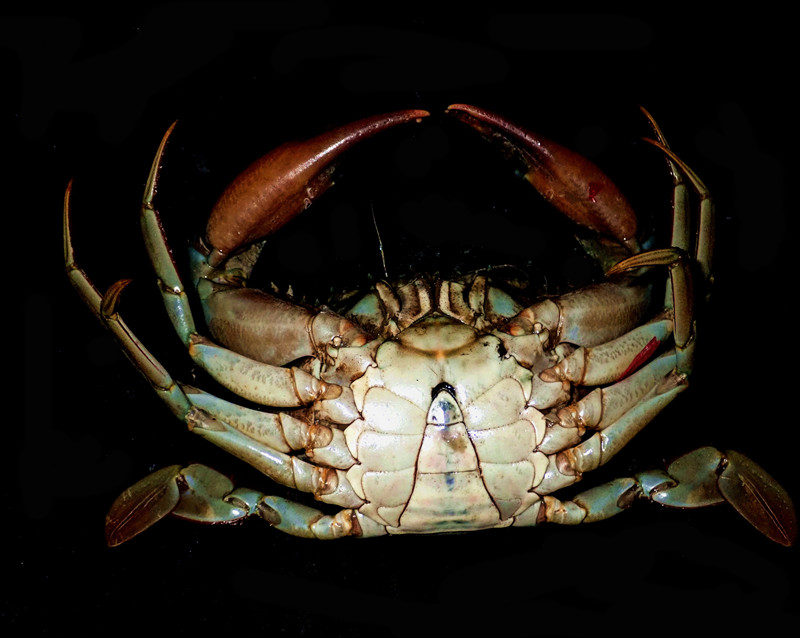 肉蟹膏蟹黄油蟹是同一个品种吗,三门青蟹是肉蟹还是膏蟹