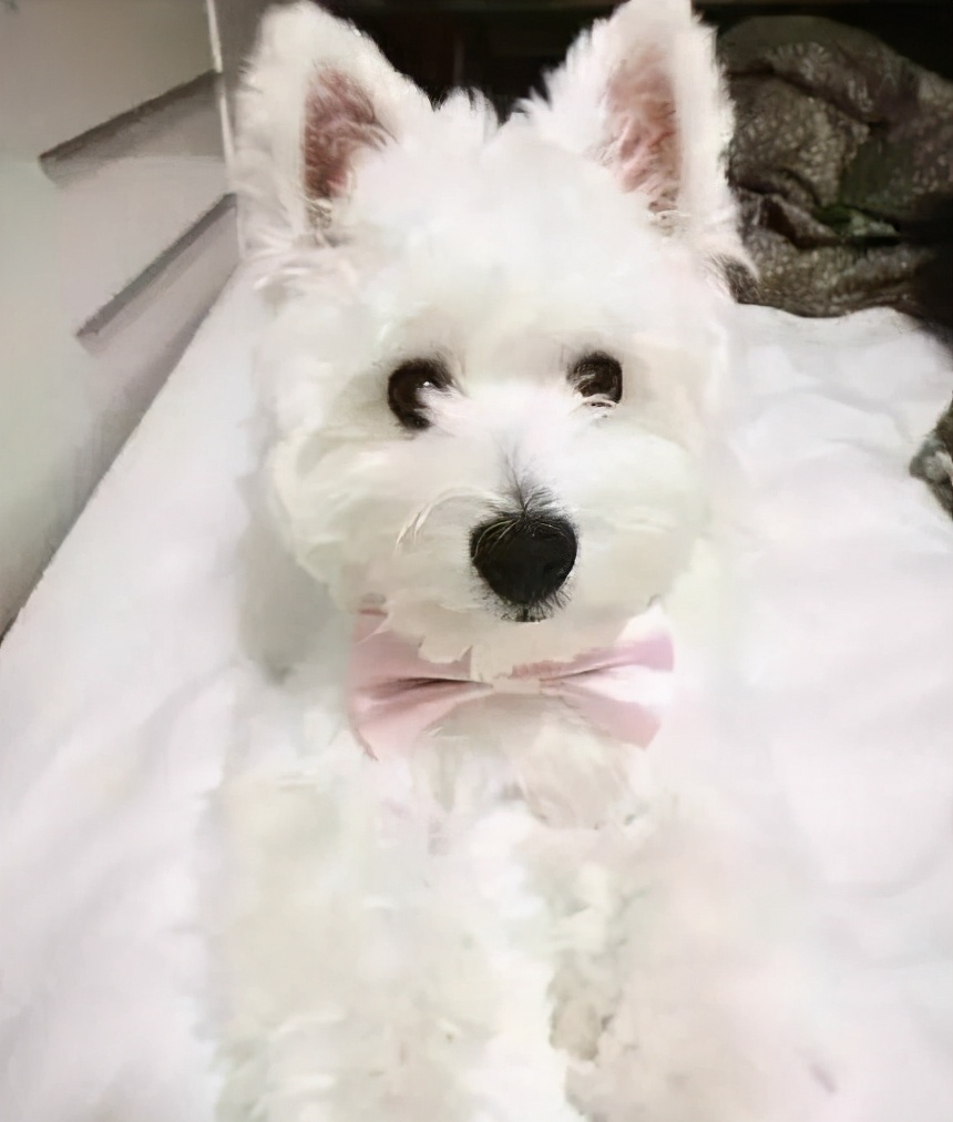 什么狗最好养又听话不掉毛不乱叫,什么狗适合家里养不掉毛也不臭