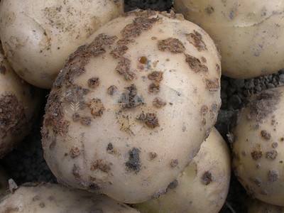 马铃薯晚疫病怎么防治,烟叶马铃薯晚疫病的综合防治方法