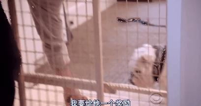 猫狗吃醋打架,吃醋的猫狗