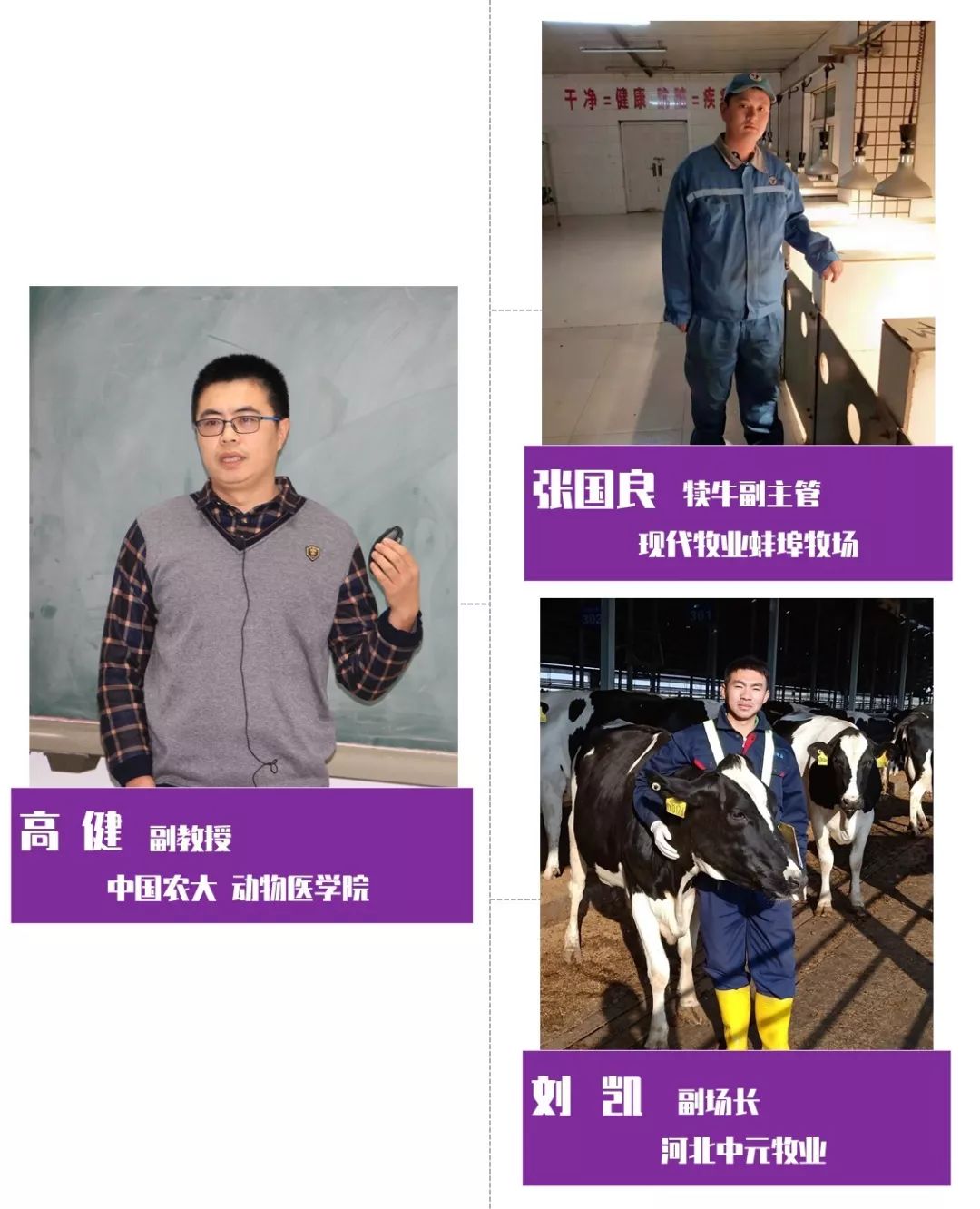 小奶牛出生全过程,牛宝宝是怎么出生的