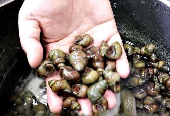 炒田螺最正宗做法不加啤酒,炒田螺加啤酒的正确做法