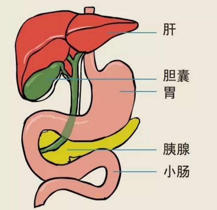 古方清肝利胆治胁痛