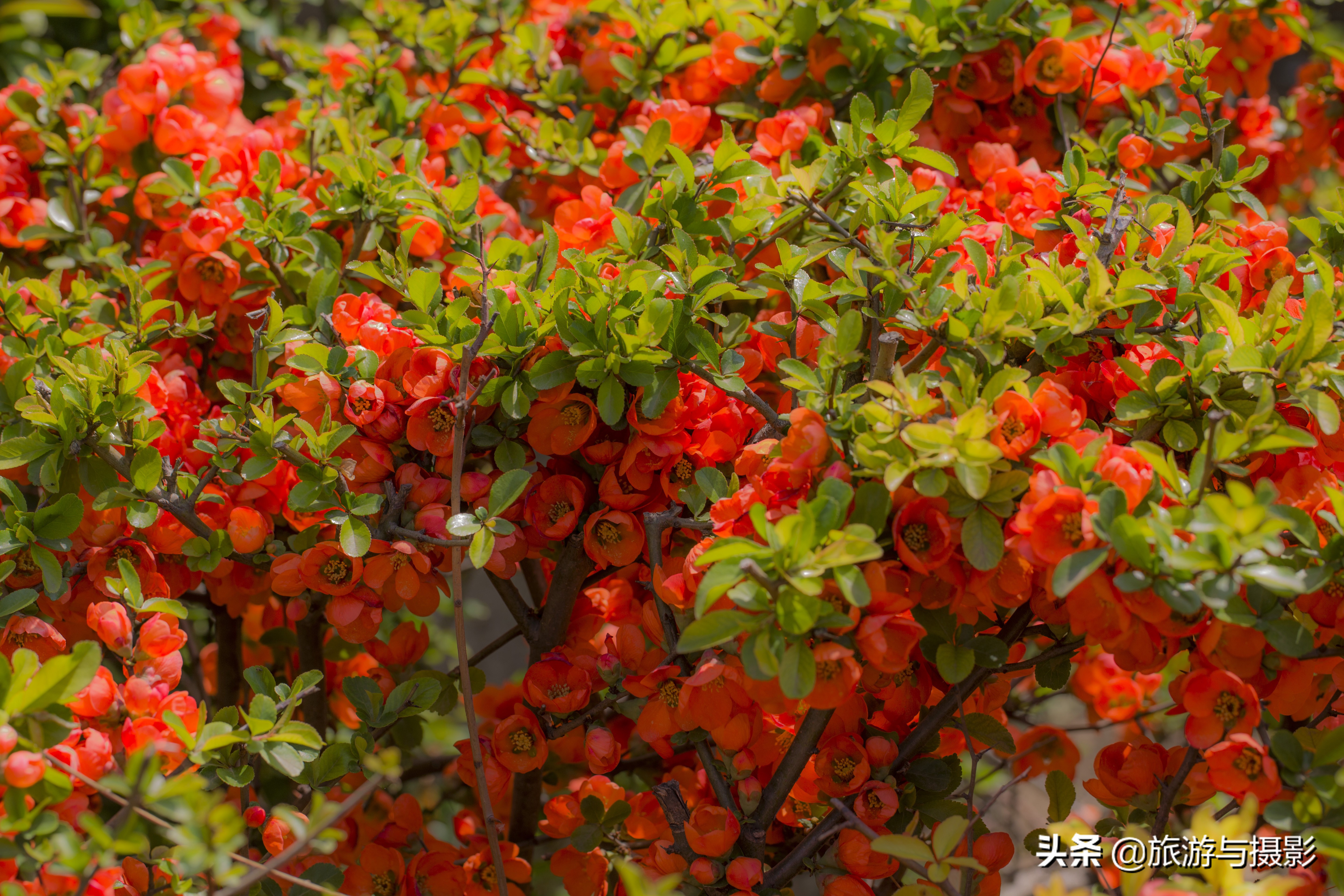 海棠花诗七绝,南宋海棠花图古诗
