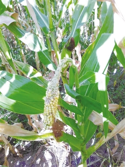 玉米为何出现“两性穗”,主要原因有哪些?该如何有效防治?