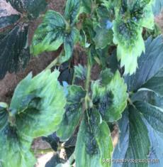 草莓病毒病好治吗,小心病毒感染