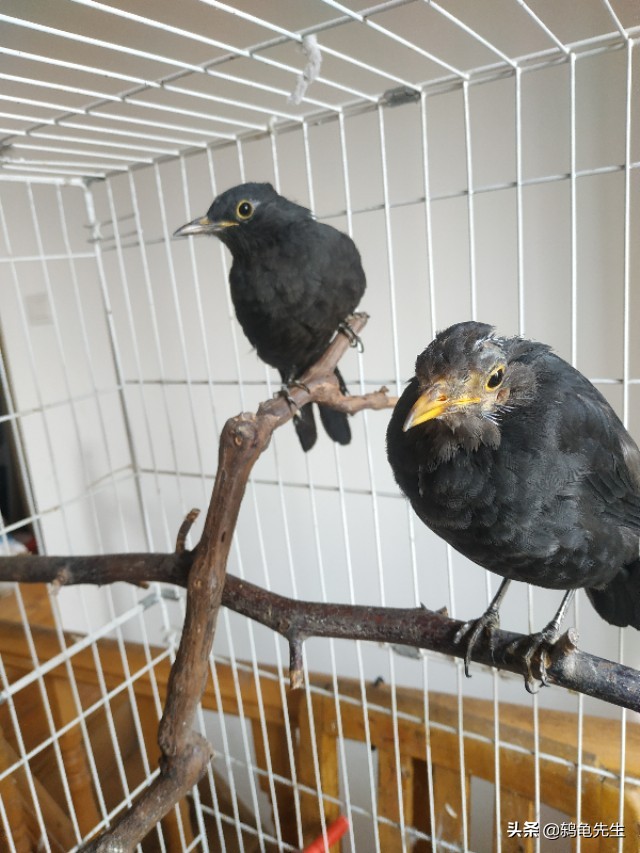 乌鸫为什么一直要张着嘴呢,乌鸫鸟弃巢后其他乌鸫鸟还会来吗