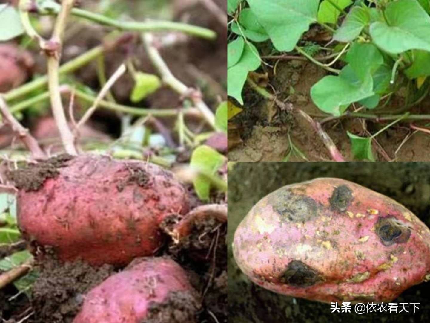 红薯黑斑病危害大，农民朋友深入了解，提前入手才能高效防治它