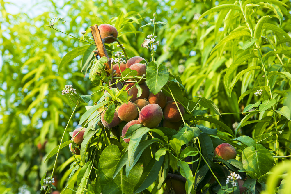 #毕业旅行啦#石家庄慧灯庄园，夏日里寓教于乐爽歪歪