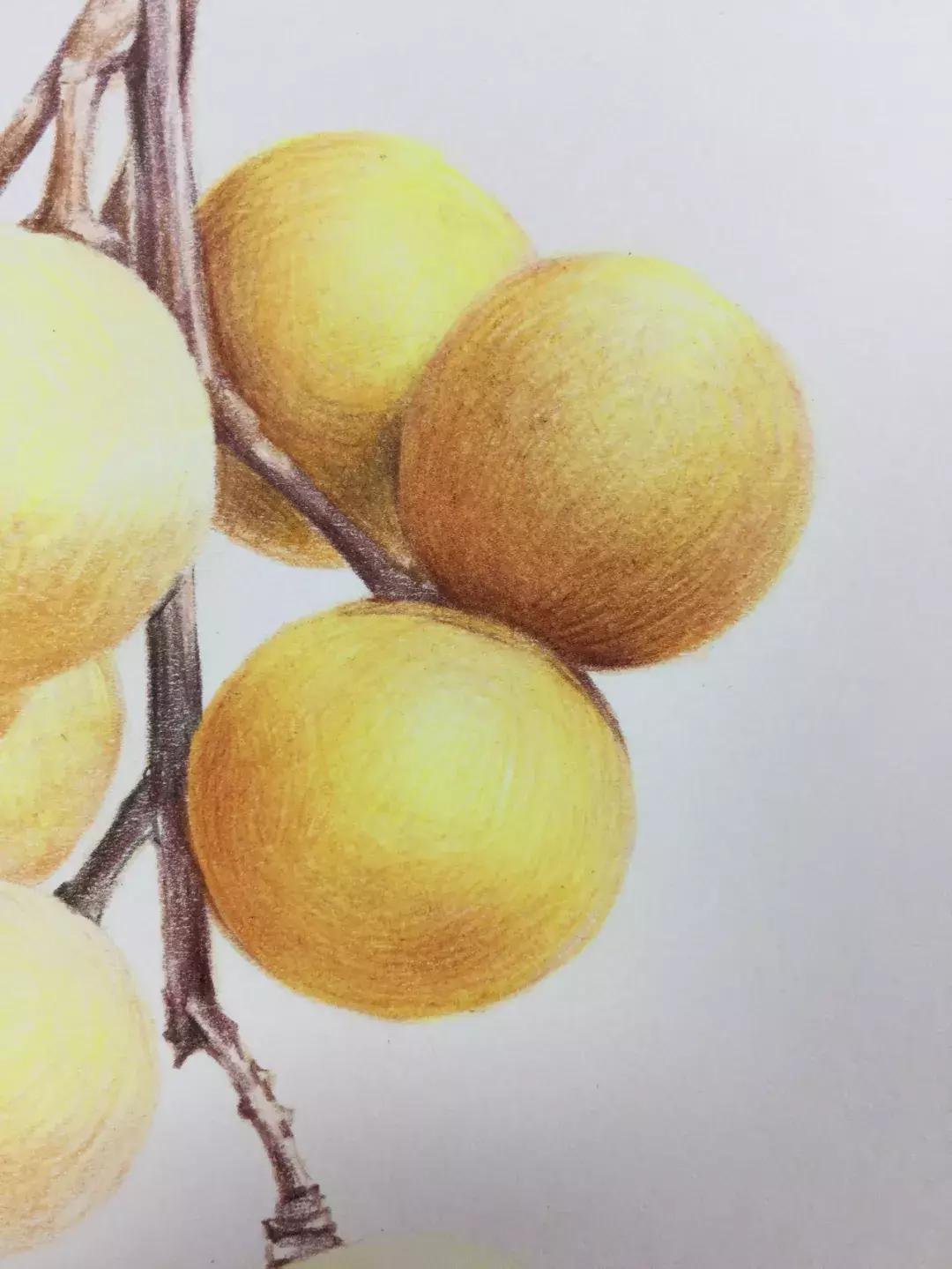 彩铅龙眼,龙眼怎么画彩铅