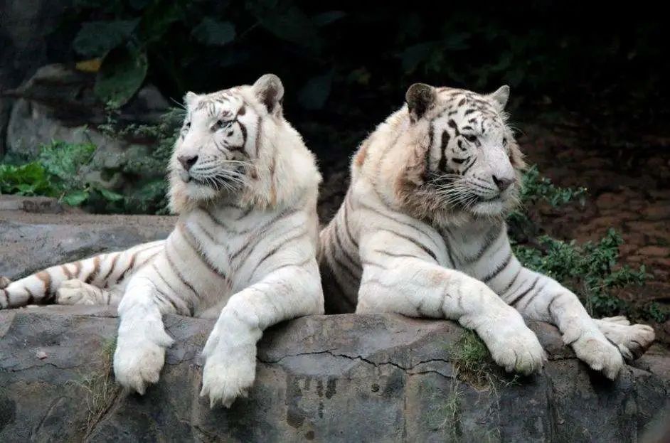 长隆野生动物世界暑假攻略,广州长隆野生动物园亲子一日游攻略