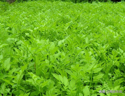 农村比较常见的中草药,农村不可碰的十种草药