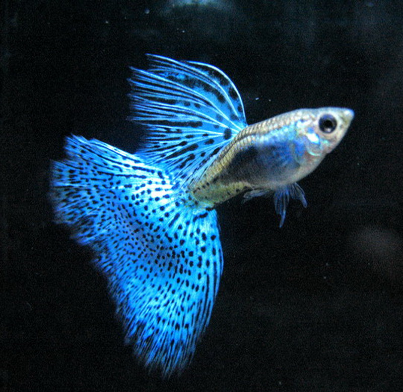 我们草缸养的孔雀鱼原来都错了，它更适合这种环境生存