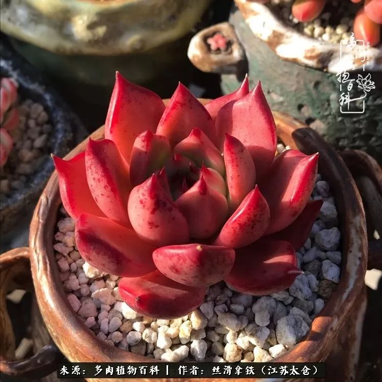 秋叶将落,秋叶即将落下你依然美丽