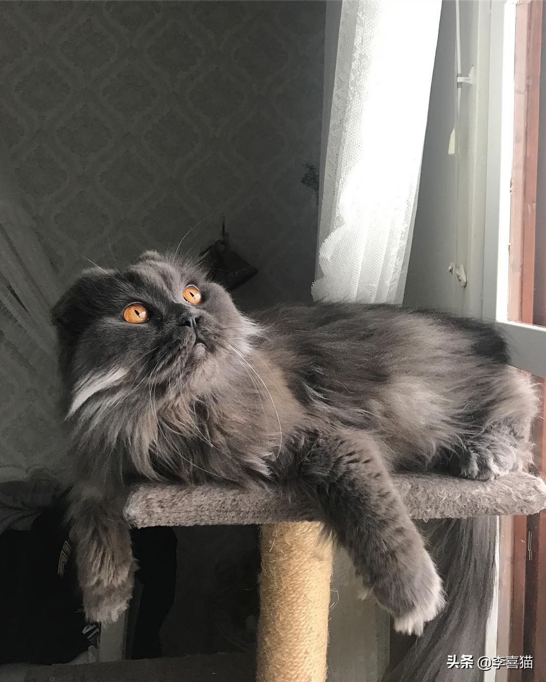 怎么防止猫咪挠家具,如何解决猫咪挠家具