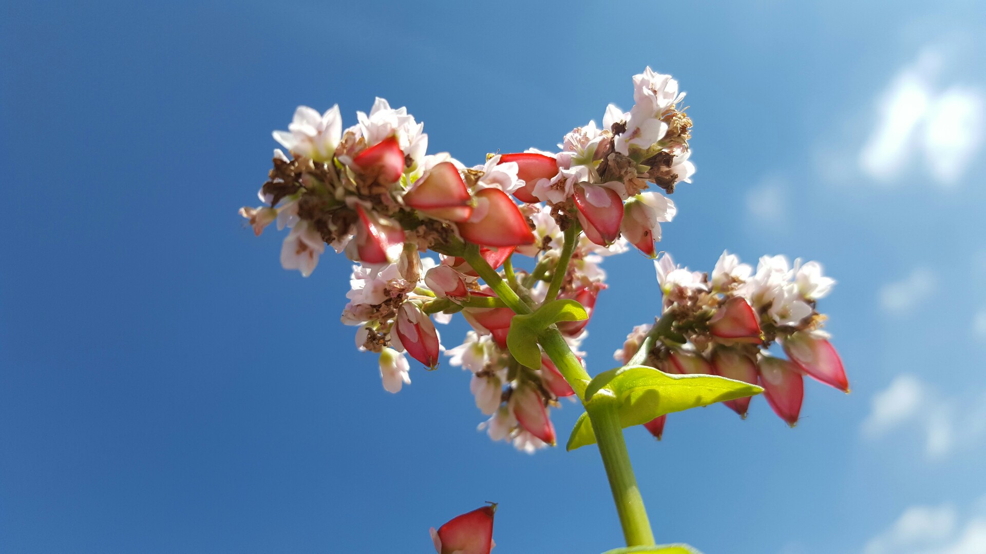 荞麦与荞麦花,荞麦花和荞麦粒