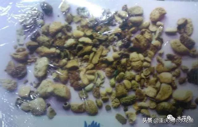 鱼出血病的防与治,鱼类出血性疾病