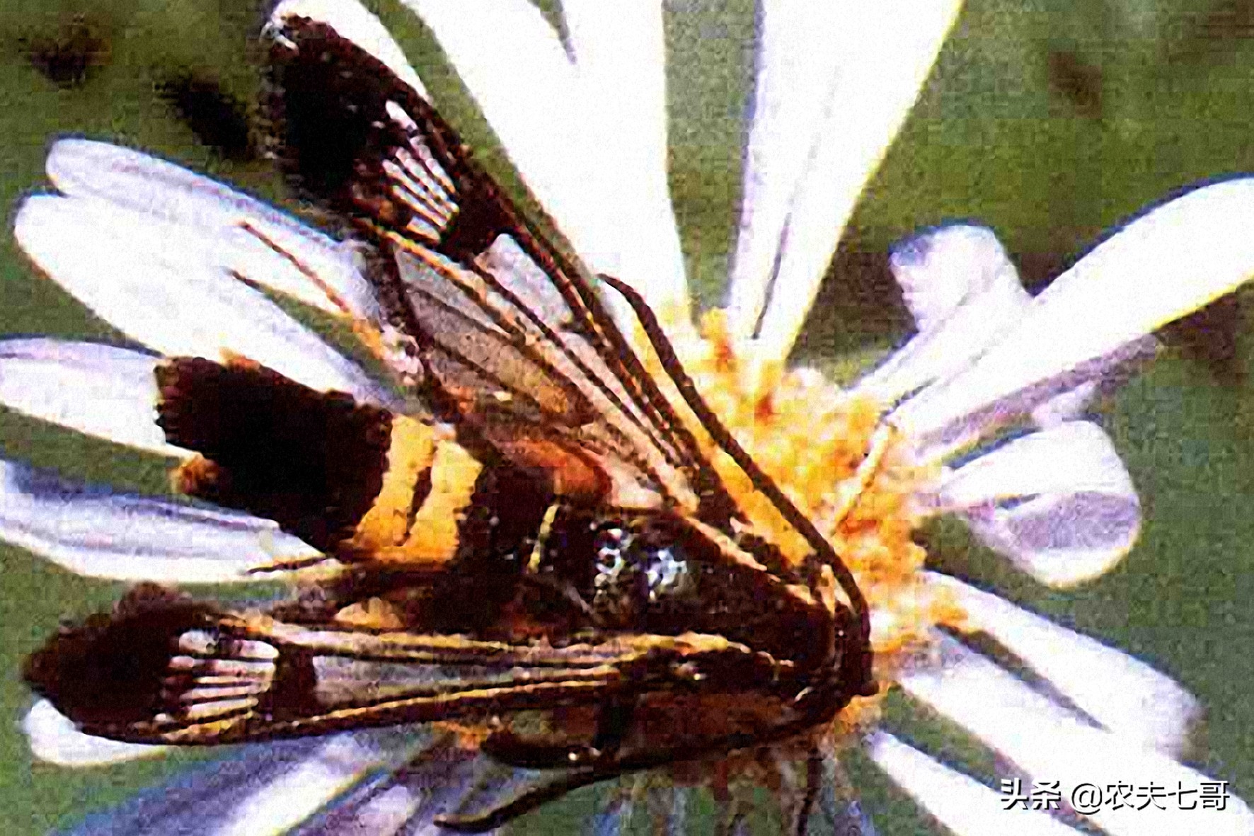 苹果树蛀心虫有几种,黄皮果树树心有虫子怎么消除