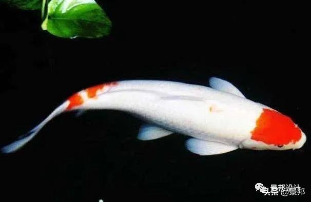 锦鲤鱼池过滤网用多少目的合适,全自动过滤系统锦鲤鱼池施工方案