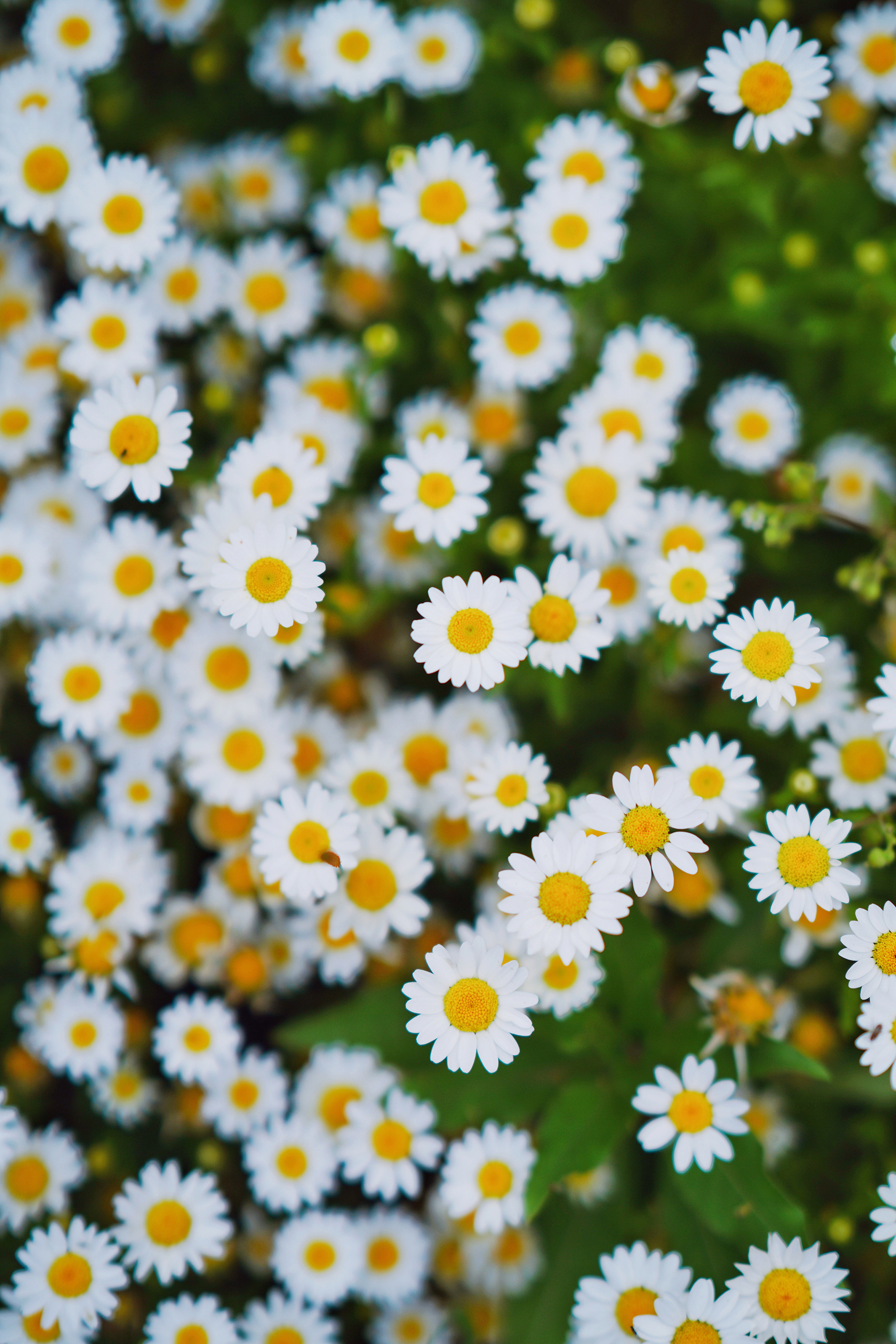 送你一份最地道的苏州逛吃攻略,苏州便宜又好看的民宿推荐