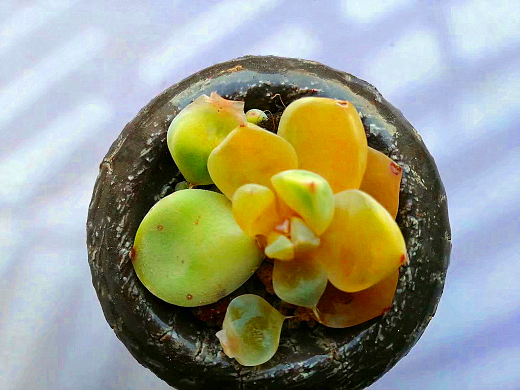 最低温1°c多肉放楼顶会不会冻死,夏天多肉全部腐死了是什么原因