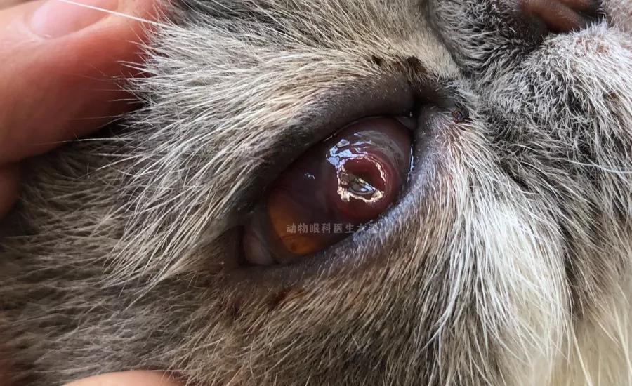 猫咪角膜坏死保守治疗,猫咪角膜坏死怎么治疗