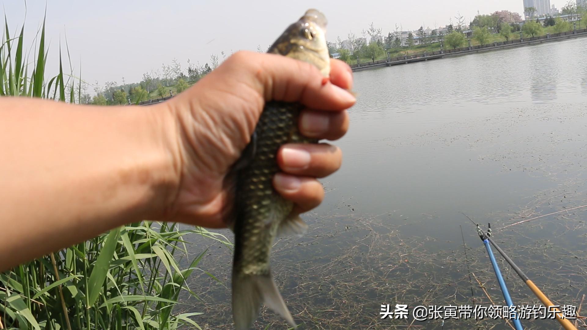 产卵期的鱼为什么那么难钓,繁殖期的鱼还能钓吗