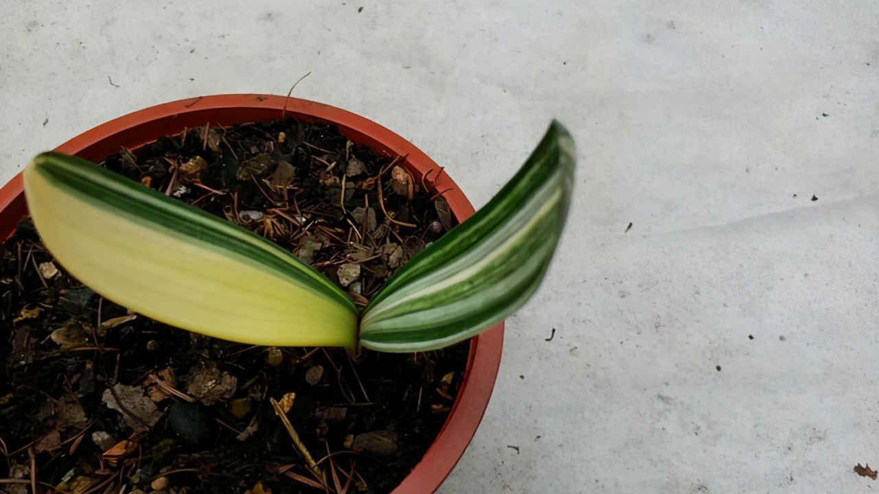 一叶君子兰苗用什么土栽种,君子兰一叶苗的养法