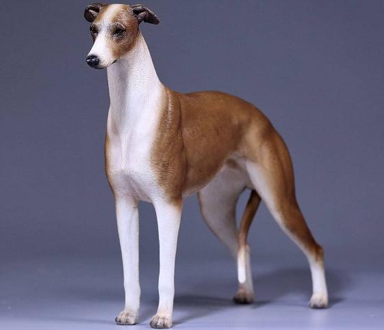 世界上最快的大狗是什么品种,世界上最聪明的10种狗品种