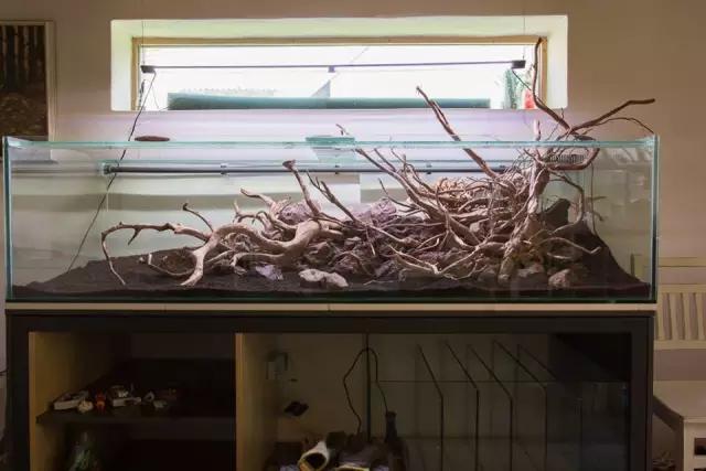 本色水景水草造景培训,本色水景水草培训